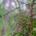 Continúa proyecto de arborización masiva con “Bosques Escolares”