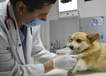 Pondrán primera piedra del Hospital Veterinario