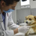 Pondrán primera piedra del Hospital Veterinario