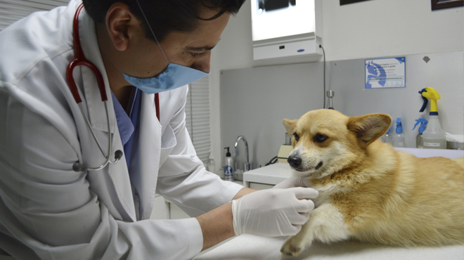 Pondrán primera piedra del Hospital Veterinario