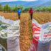Arranca Agricultura programa Fertilizantes para el Bienestar 2024 en 12 entidades del país