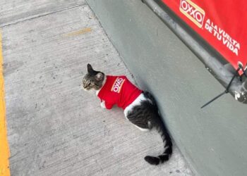 Silvano el gato del Oxxo ahora está uniformado