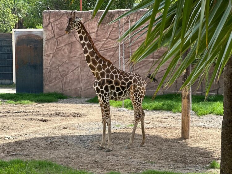 Nace jirafa en el zoológico Tamatán