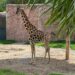 Nace jirafa en el zoológico Tamatán