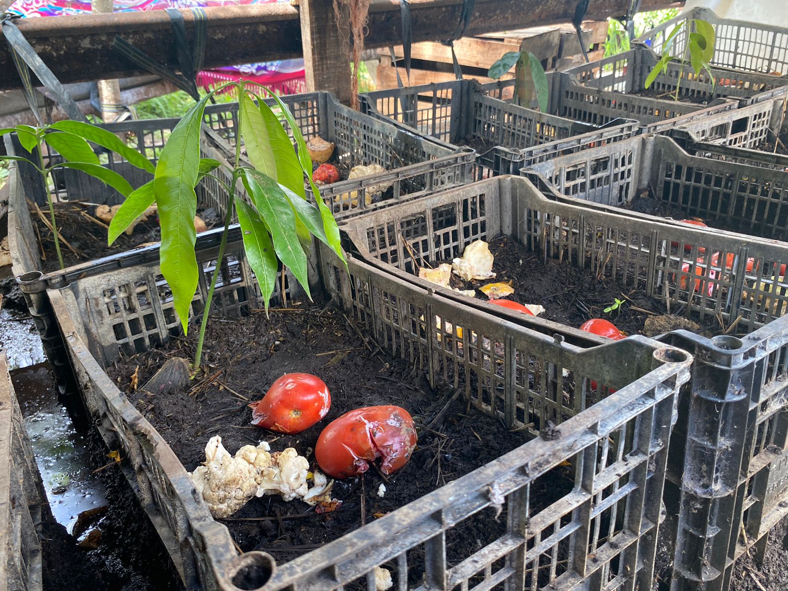 Con lombrices de criadero, en Abasolo crean fertilizantes que ayudan al medio ambiente