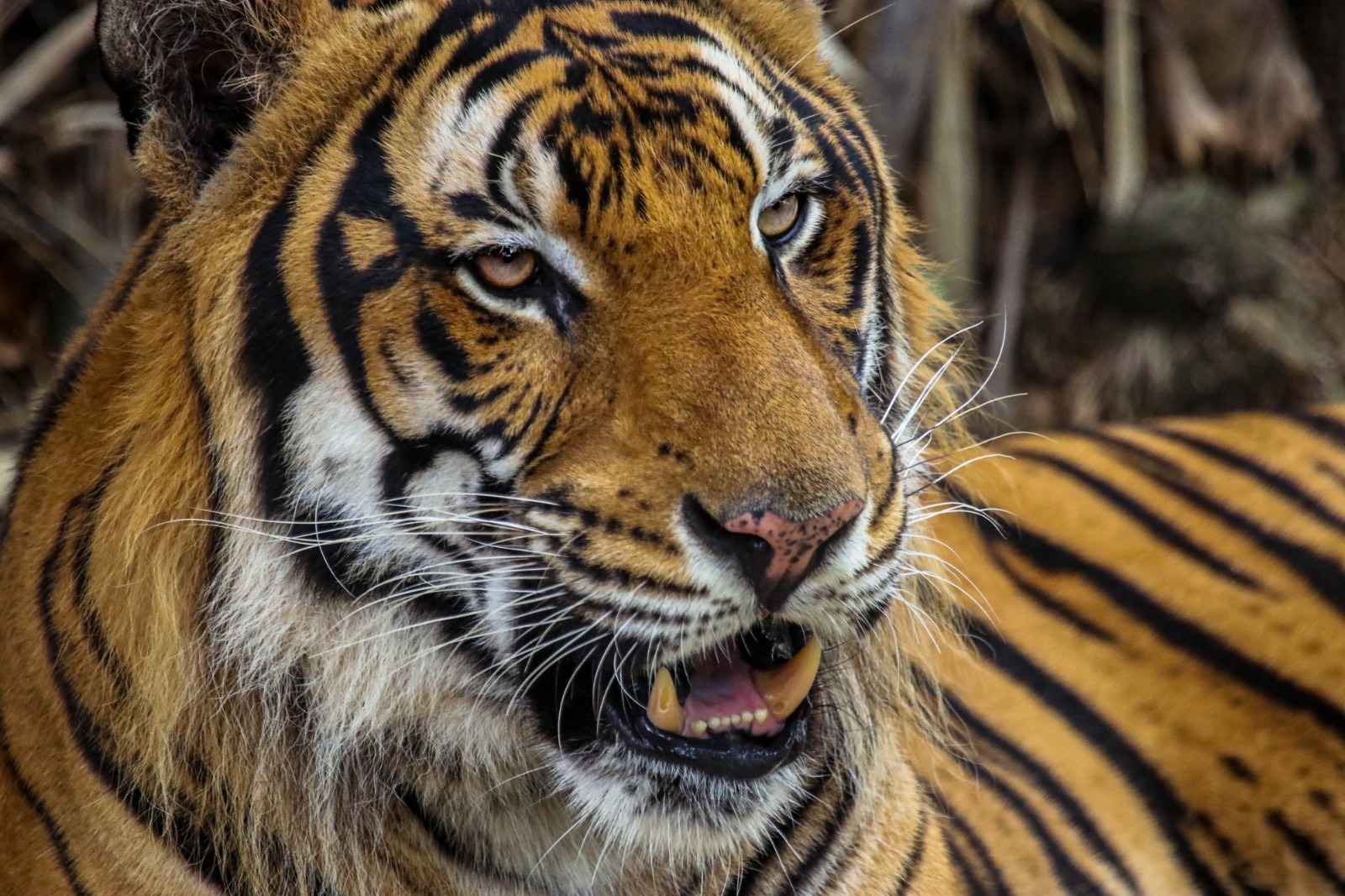 Trasladarán al Zoológico Tamatán al tigre localizado en Reynosa