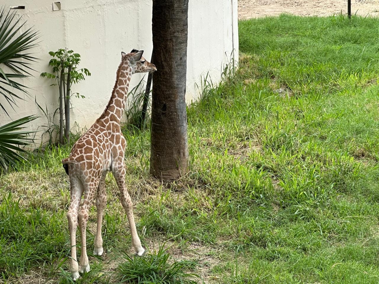 Convocan a elegir nombre para jirafa macho del Zoológico Tamatán
