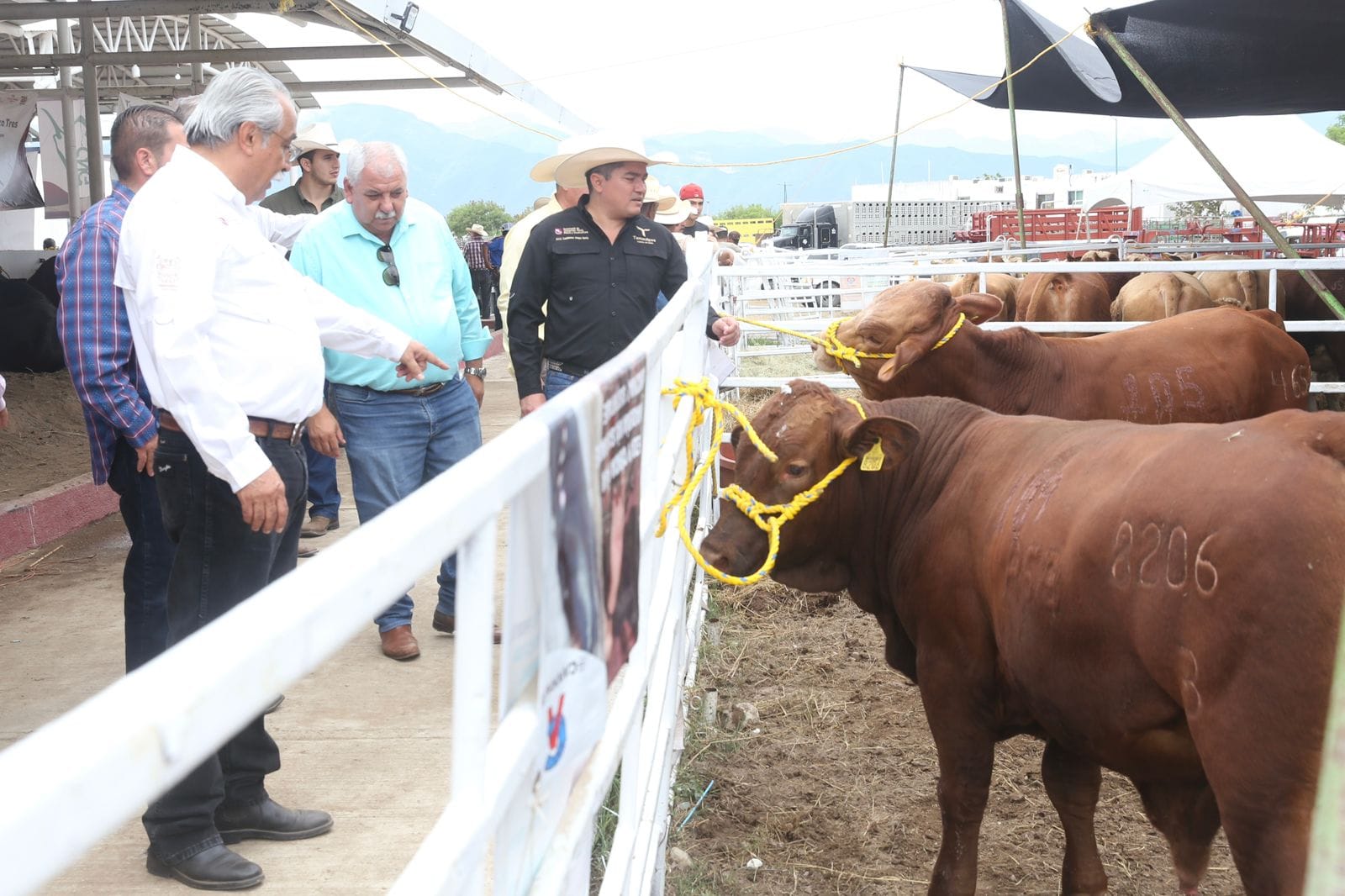 Fortalecen sector ganadero con evento de mejoramiento genético