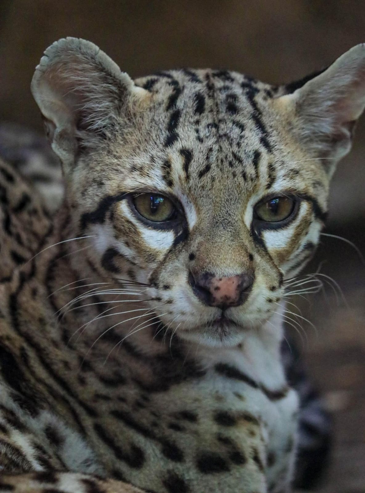 Concentra 94 especies el Zoológico Tamatán