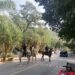 Vigila Guardia Estatal montada sitios rurales y de naturaleza