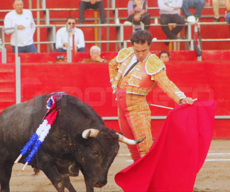 Propone Diputada Katalyna Méndez prohibir corridas de toros en Tamaulipas