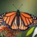 Analizarán estrategias en pro de la mariposa monarca en el Museo Tamux