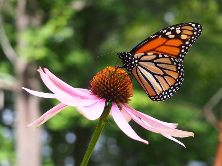 Es Tamaulipas, clave para conservación de ecosistemas y mariposa monarca: Especialistas