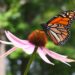 Es Tamaulipas, clave para conservación de ecosistemas y mariposa monarca: Especialistas