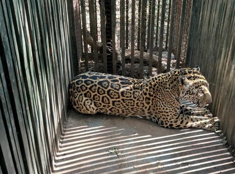 Instala Comisión de Parques collar de monitoreo en jaguar