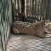 Instala Comisión de Parques collar de monitoreo en jaguar
