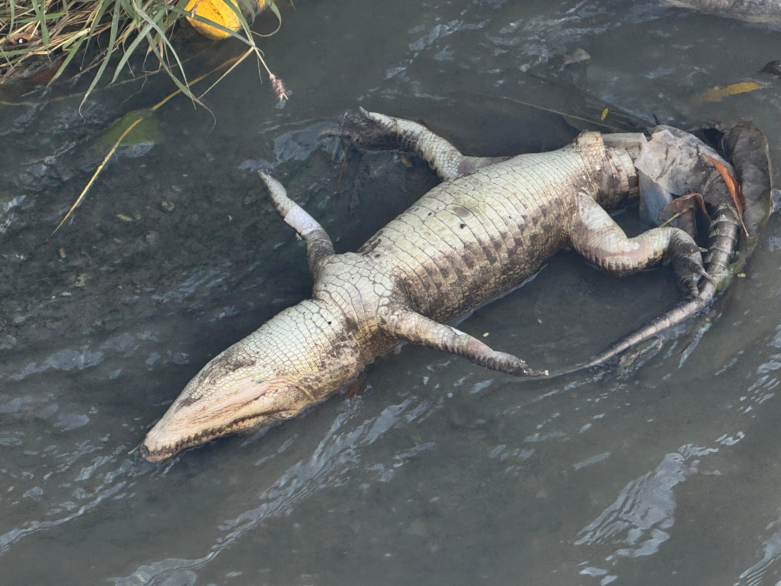 Aparece cocodrilo muerto en canal de Ciudad Victoria