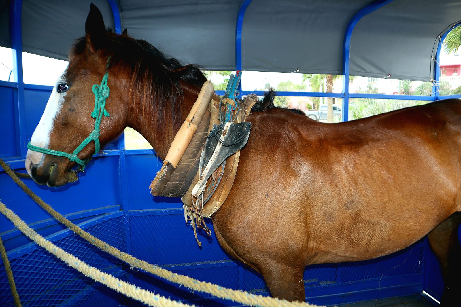 El Gobierno Municipal reitera su compromiso contra el maltrato animal