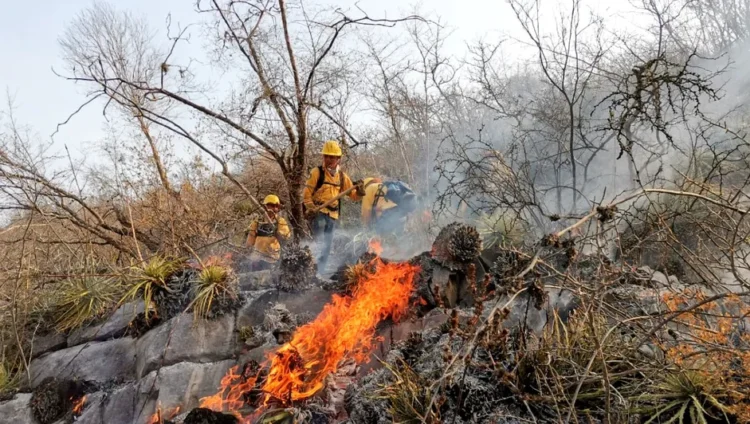 Aprueba Congreso de Tamaulipas acciones para reducir riesgos de incendios forestales