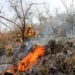 Aprueba Congreso de Tamaulipas acciones para reducir riesgos de incendios forestales