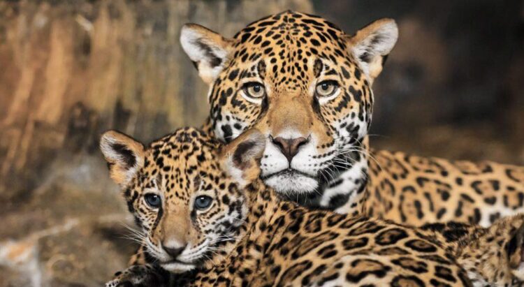 Firman convenio para proteger al jaguar en Tamaulipas