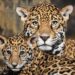 Firman convenio para proteger al jaguar en Tamaulipas