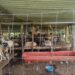 Embarga Gobierno de México 120 animales sin documentación en Oaxaca