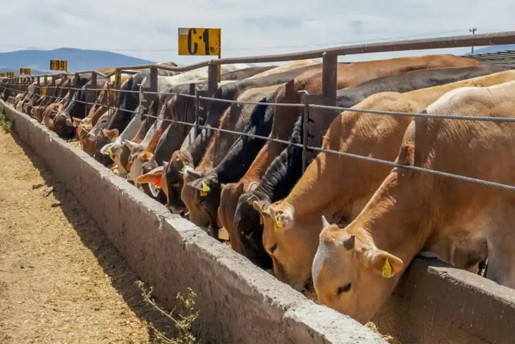 Tamaulipas lidera crecimiento en sector primario; confían en reapertura de exportación ganadera