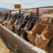 Tamaulipas lidera crecimiento en sector primario; confían en reapertura de exportación ganadera