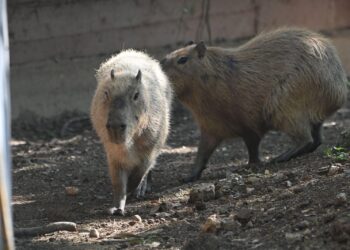 Aclaran muerte de capibara en el Zoológico Tamatán