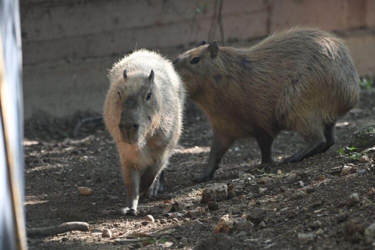 Aclaran muerte de capibara en el Zoológico Tamatán