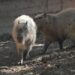 Aclaran muerte de capibara en el Zoológico Tamatán