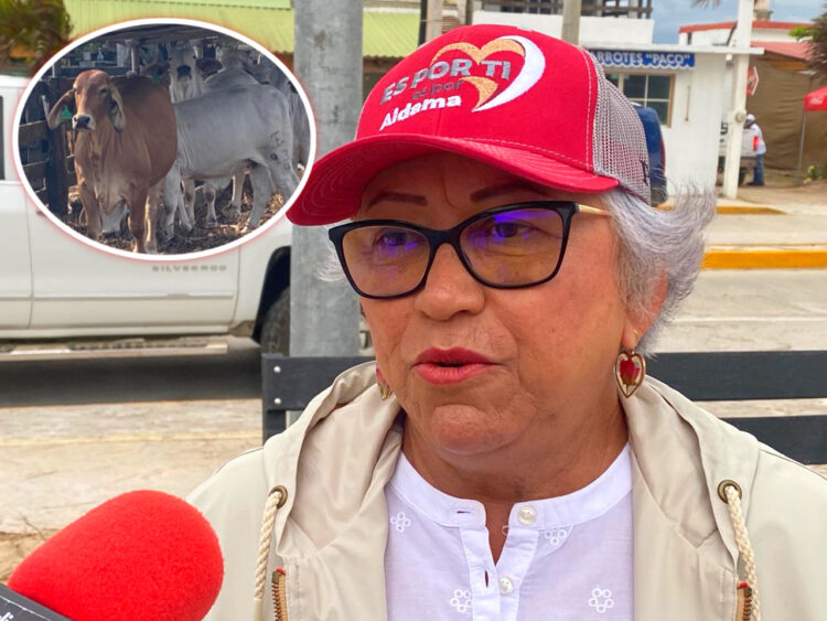 Aldama mantiene bajo control casos de gusano barrenador y refuerza acciones en el sector ganadero