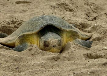 Continúa la temporada de anidación de tortuga lora en Tamaulipas; suman más de 118 mil huevos resguardados