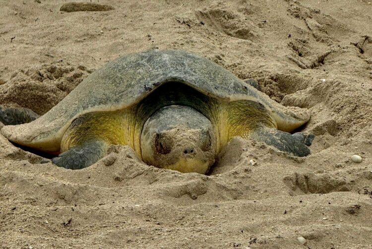 Continúa la temporada de anidación de tortuga lora en Tamaulipas; suman más de 118 mil huevos resguardados