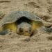 Continúa la temporada de anidación de tortuga lora en Tamaulipas; suman más de 118 mil huevos resguardados