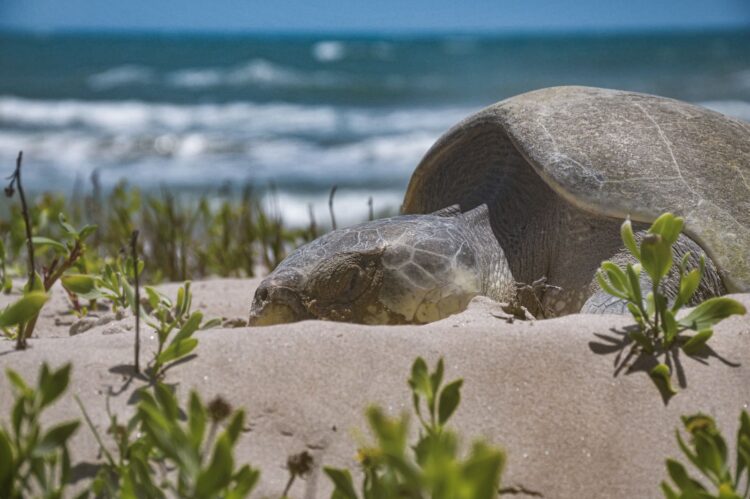 Avanza temporada de anidación de tortuga lora en costas de Tamaulipas; suman más de 16 mil huevos protegidos