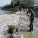 Atribuye Conagua mortandad de peces a salinidad en sistema lagunario