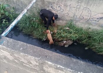 Rescatan a camino atrapado en canal