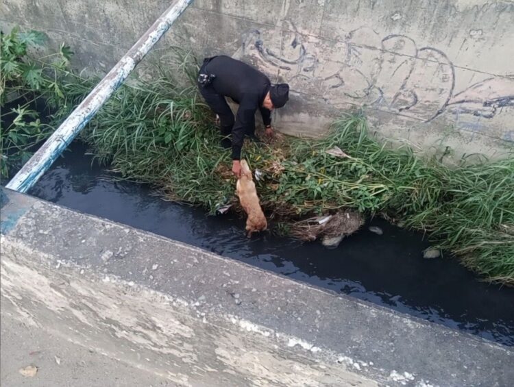 Rescatan a camino atrapado en canal