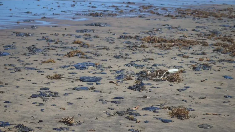 Seduma se mantiene en alerta ante posible arribo de material contaminante a costas de Tamaulipas