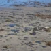 Seduma se mantiene en alerta ante posible arribo de material contaminante a costas de Tamaulipas