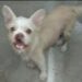 «Chata» se salva en el Centro de Bienestar Animal