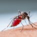 Trabajo coordinado permite mantener controlado el dengue en Tamaulipas