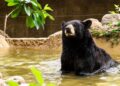 Refuerza Zoológico Tamatán cuidados especiales ante altas temperaturas