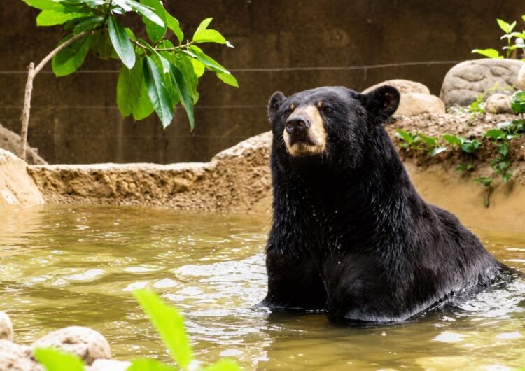 Refuerza Zoológico Tamatán cuidados especiales ante altas temperaturas