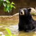 Refuerza Zoológico Tamatán cuidados especiales ante altas temperaturas