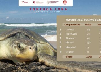 Registra Tamaulipas más de 207 mil huevos de tortuga lora en temporada 2026