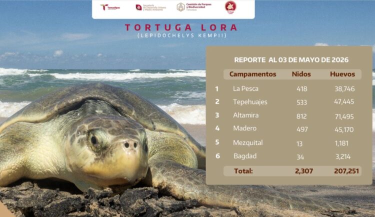 Registra Tamaulipas más de 207 mil huevos de tortuga lora en temporada 2026