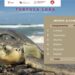 Registra Tamaulipas más de 207 mil huevos de tortuga lora en temporada 2026